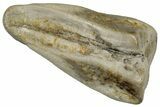 Fossil Triceratops Shed Tooth - Montana #352059-1